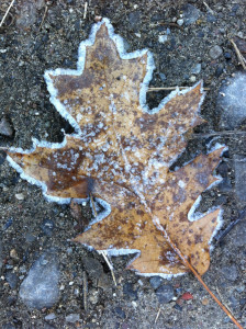 Frosted Autumn Leaf