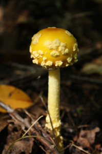 Amanita by Steev Morgan