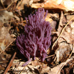 Purple Fungus by Steev Morgan
