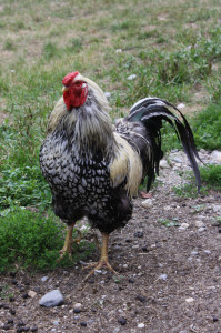 Rooster by Steev Morgan