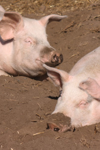 Sleeping Pigs by Steev Morgan