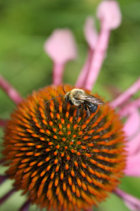 Bee on a Cone-flower by Steev Morgan