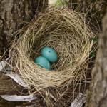 Wood Thrush Eggs by Steev Morgan