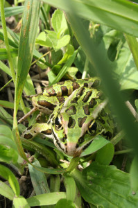 Leopard Frog by Steev Morgan