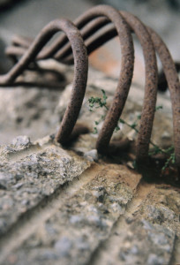 Rebar by Steev Morgan