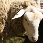 Sheep by Steev Morgan